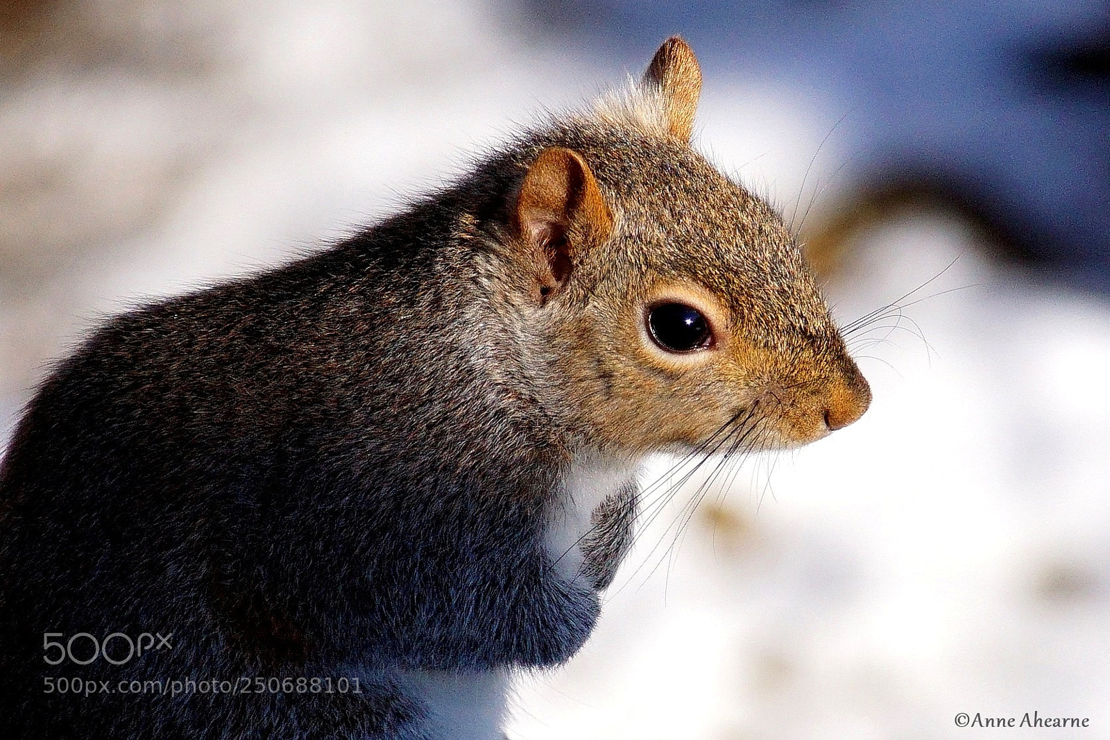 Sony ILCA-77M2 sample photo. Squirrel in the late photography