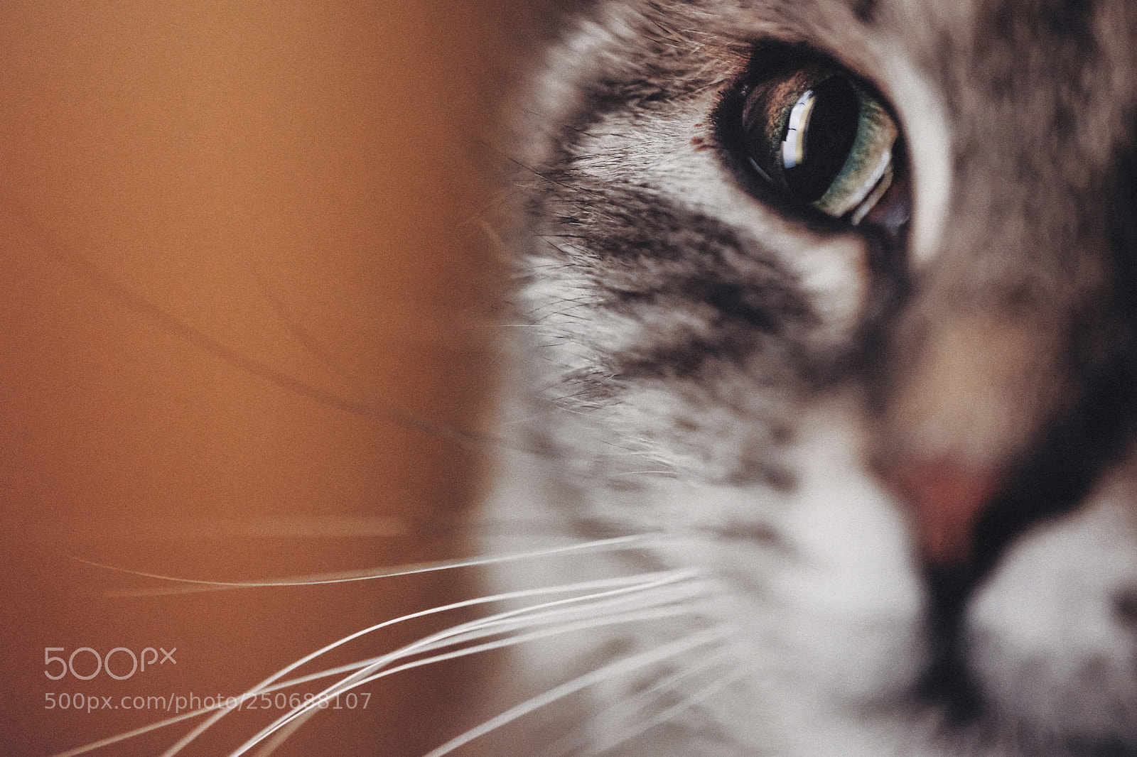 Fujifilm X-H1 sample photo. Cat portrait 2 photography