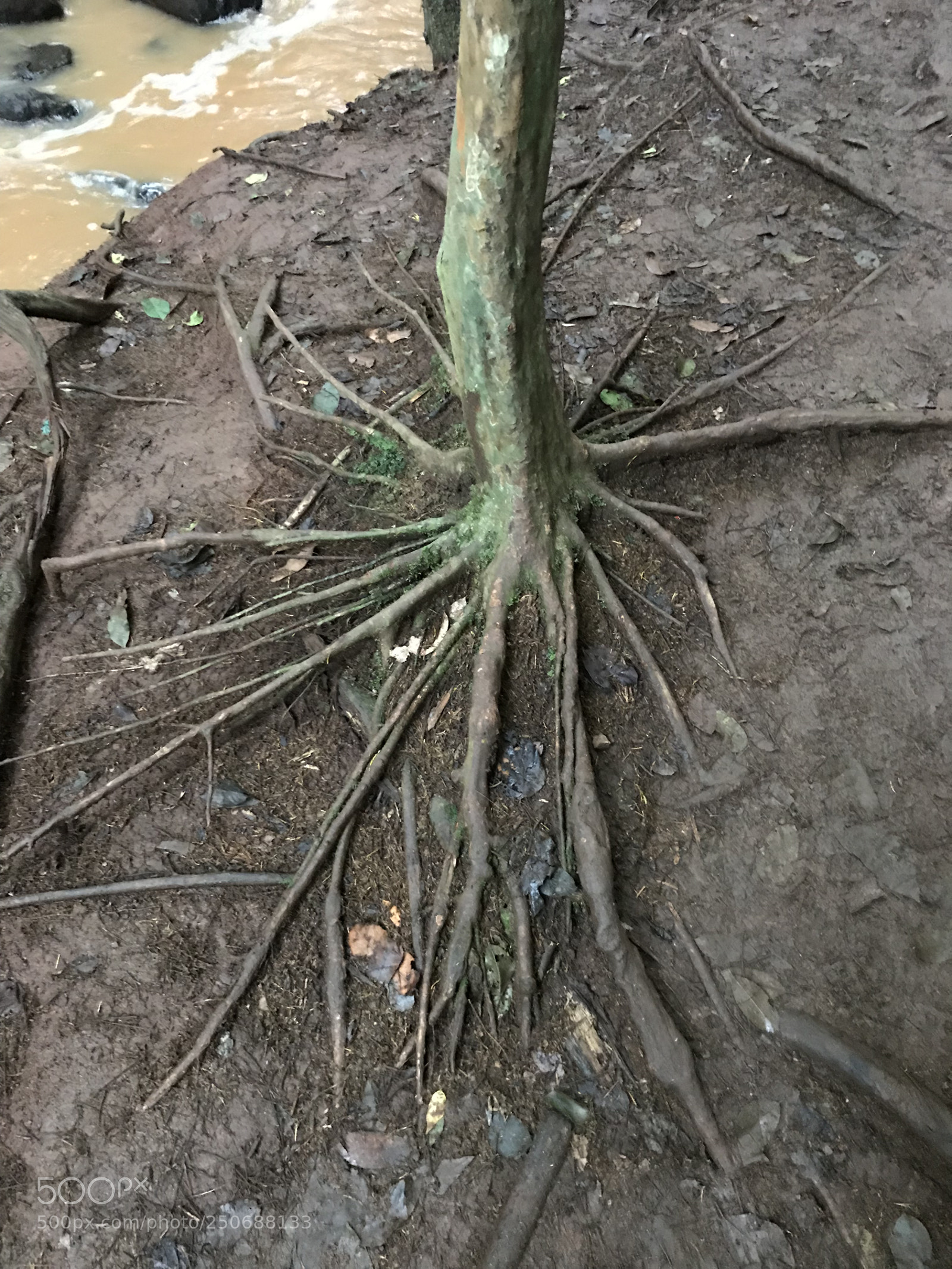 Apple iPhone 7 sample photo. Roots  photography