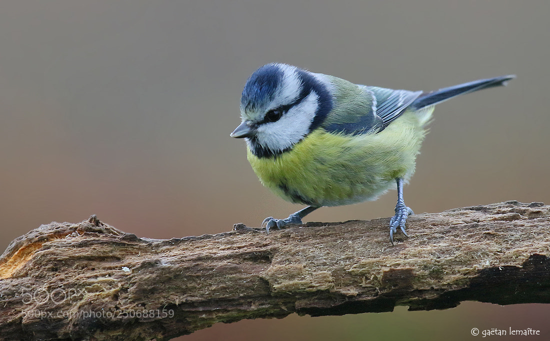 Canon EOS 7D Mark II sample photo. **tit tit** photography