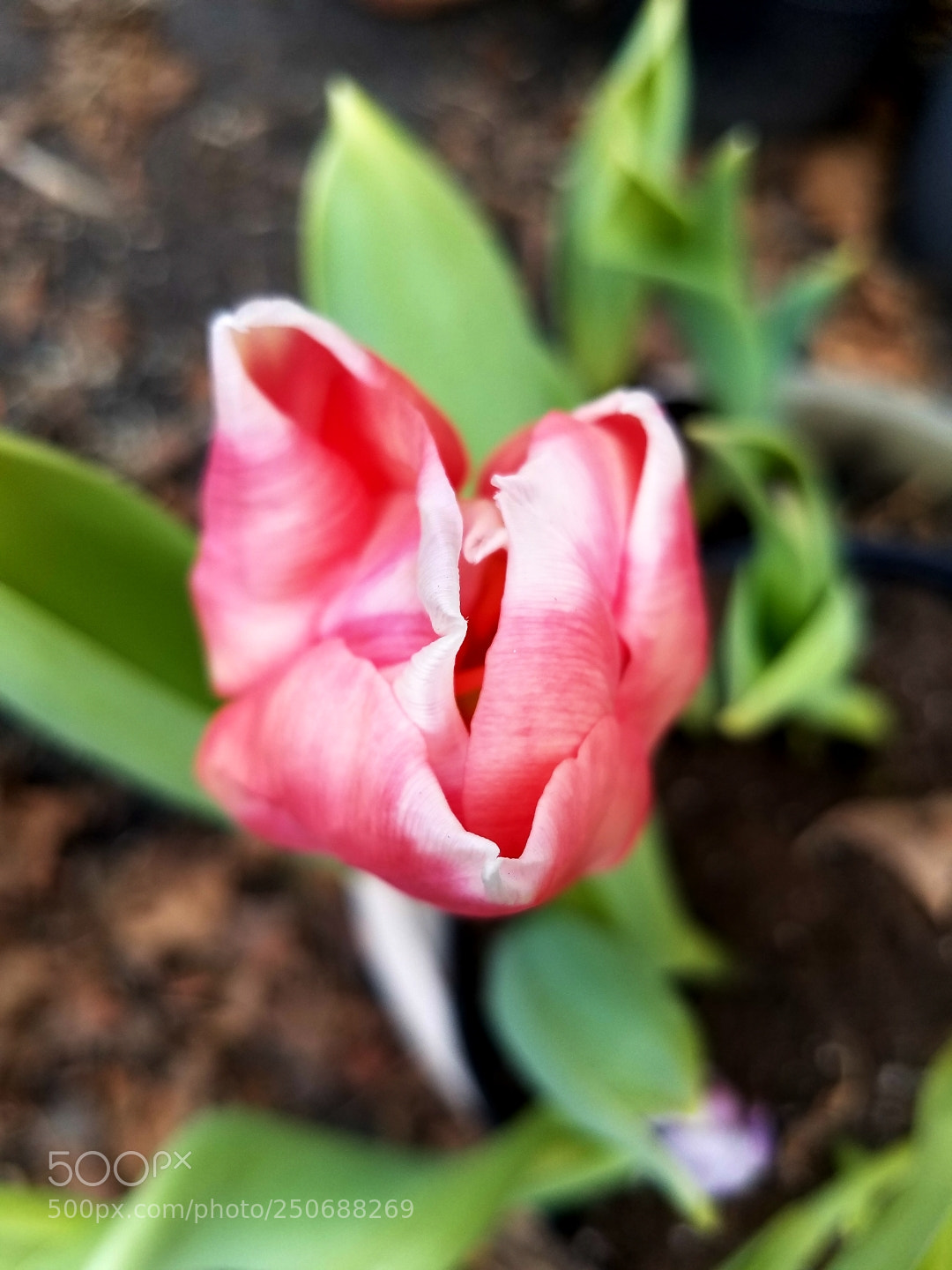 Samsung Galaxy S7 sample photo. First one photography