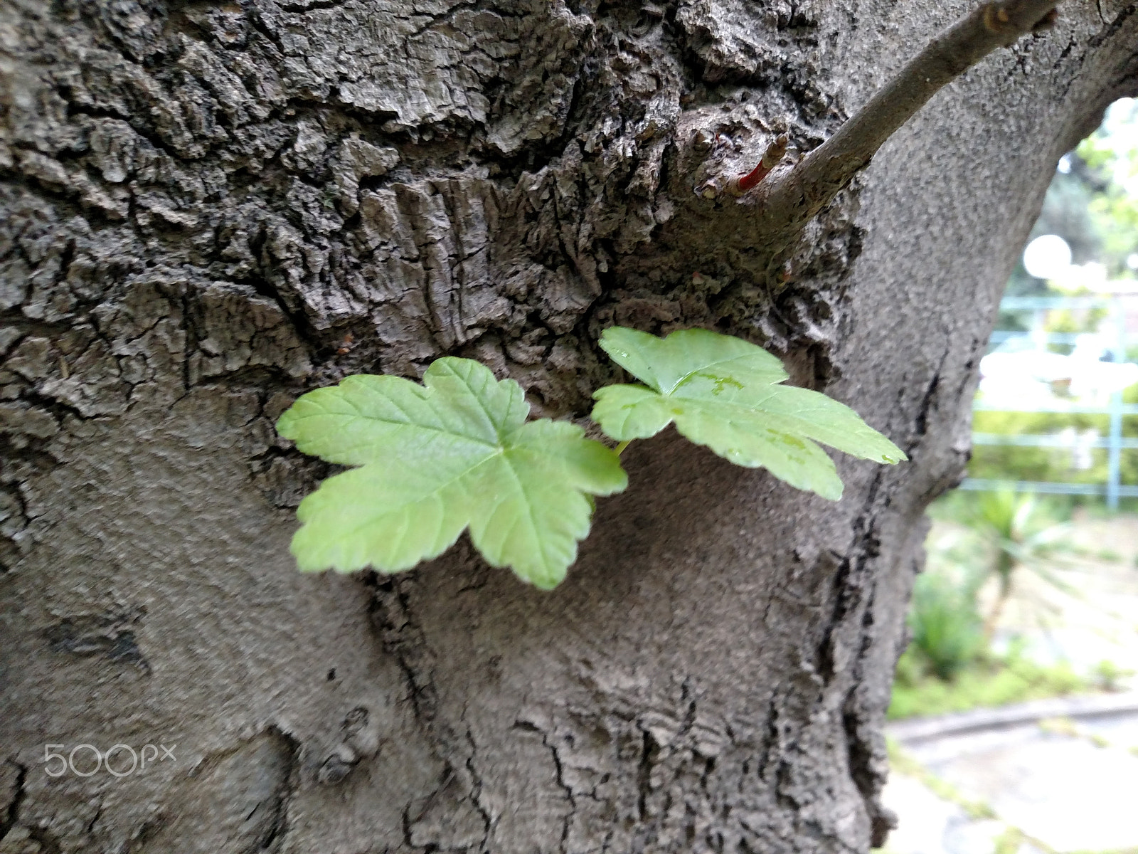 Motorola Droid Turbo sample photo. New photography