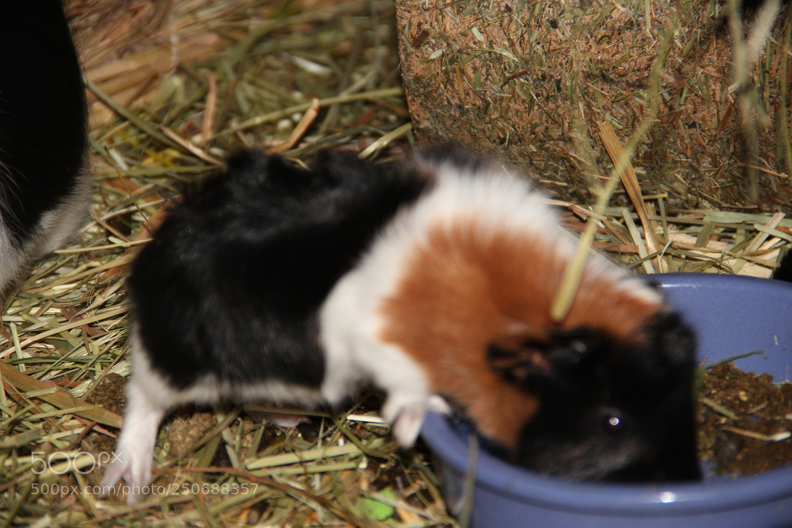 Canon EF-S 18-135mm F3.5-5.6 IS sample photo. Pet eat photography