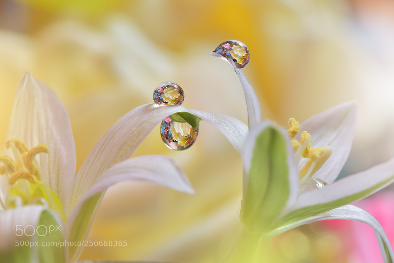 Nikon D810 sample photo. ~*~*~*~ photography