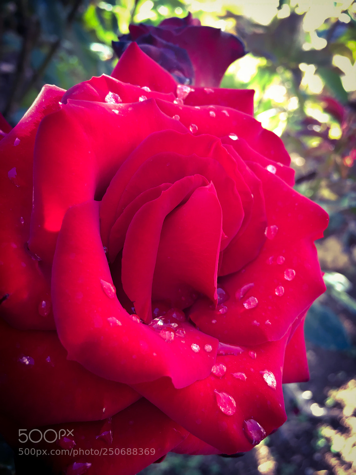 Apple iPhone 6s sample photo. Untitled photography