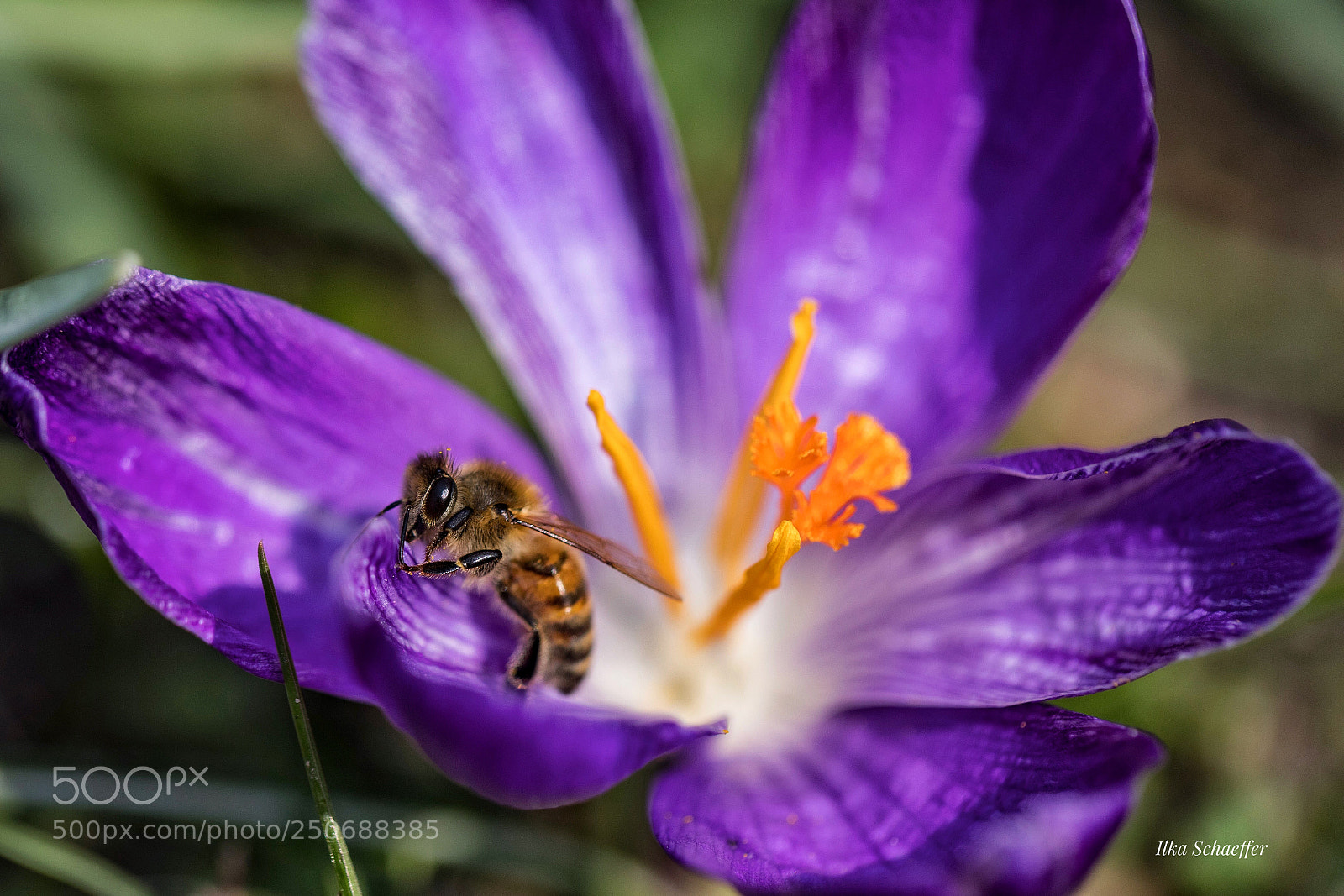 Canon EOS 5D Mark IV sample photo. Paradies  photography