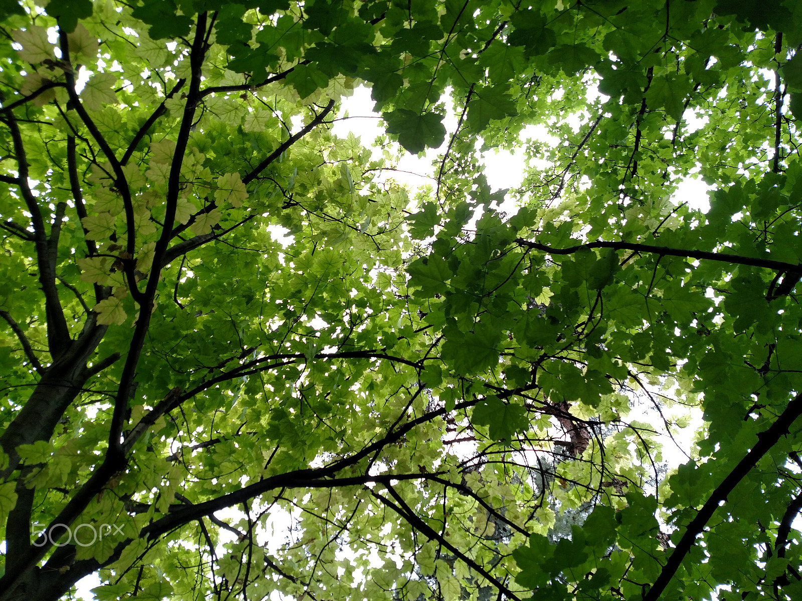 Motorola Droid Turbo sample photo. Green sky photography