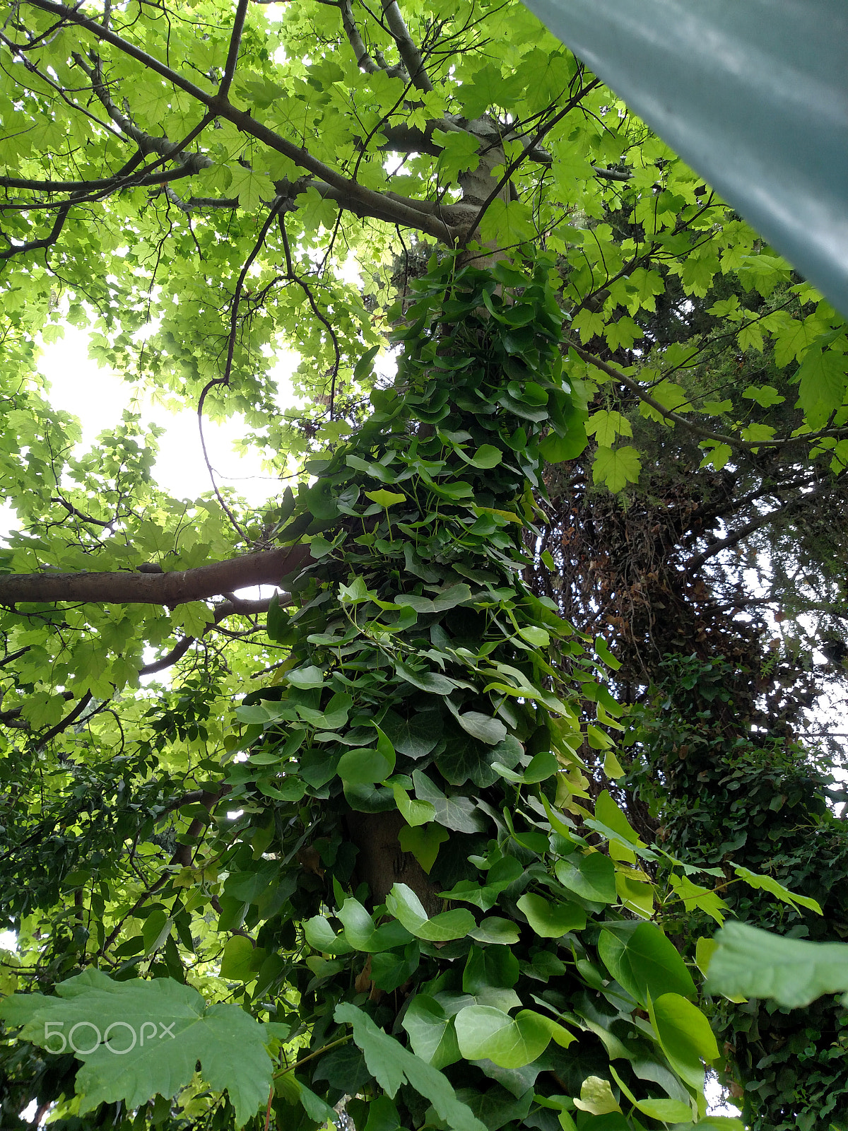 Motorola Droid Turbo sample photo. Green photography