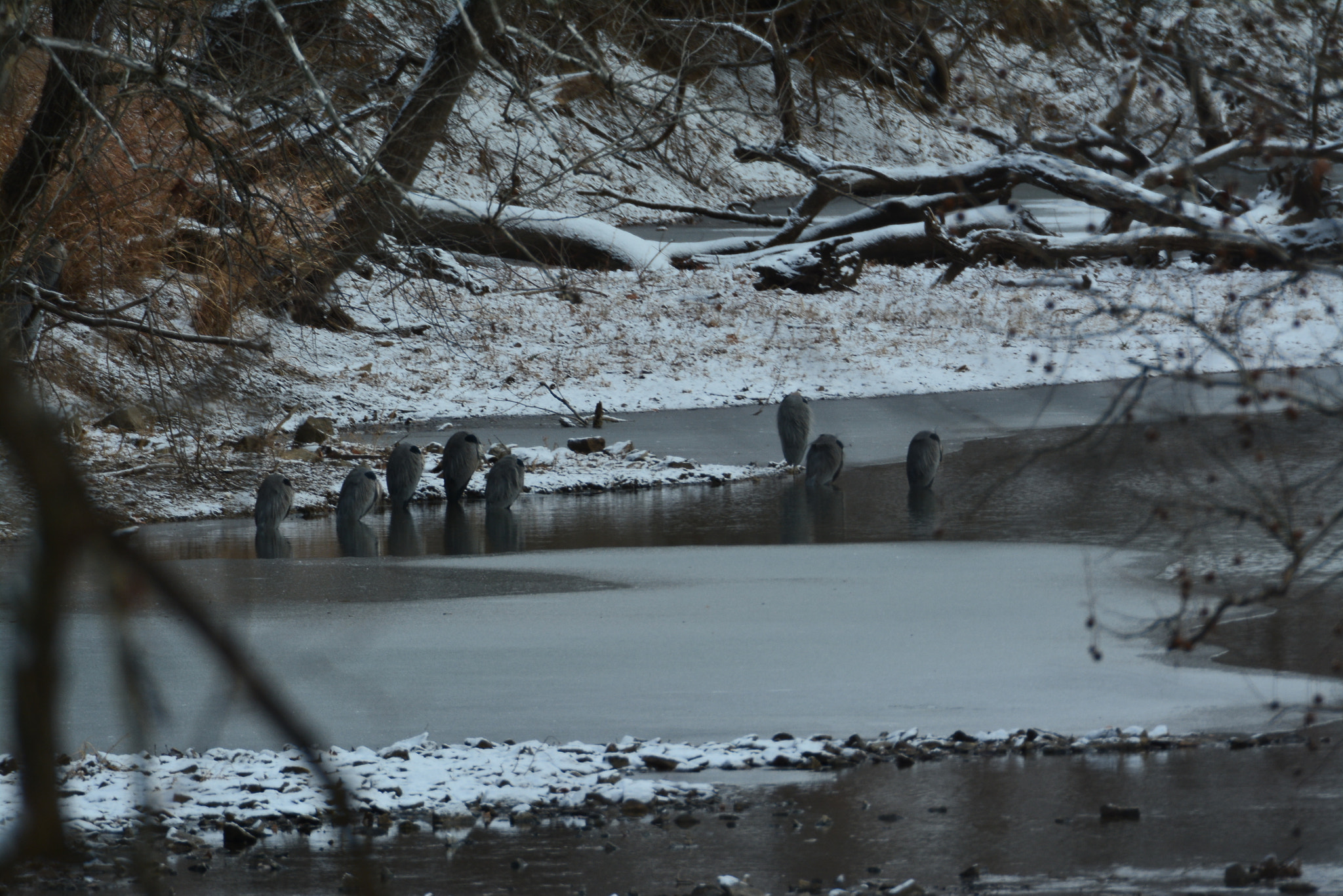 Nikon D7100 sample photo. Eight heron sleeping photography