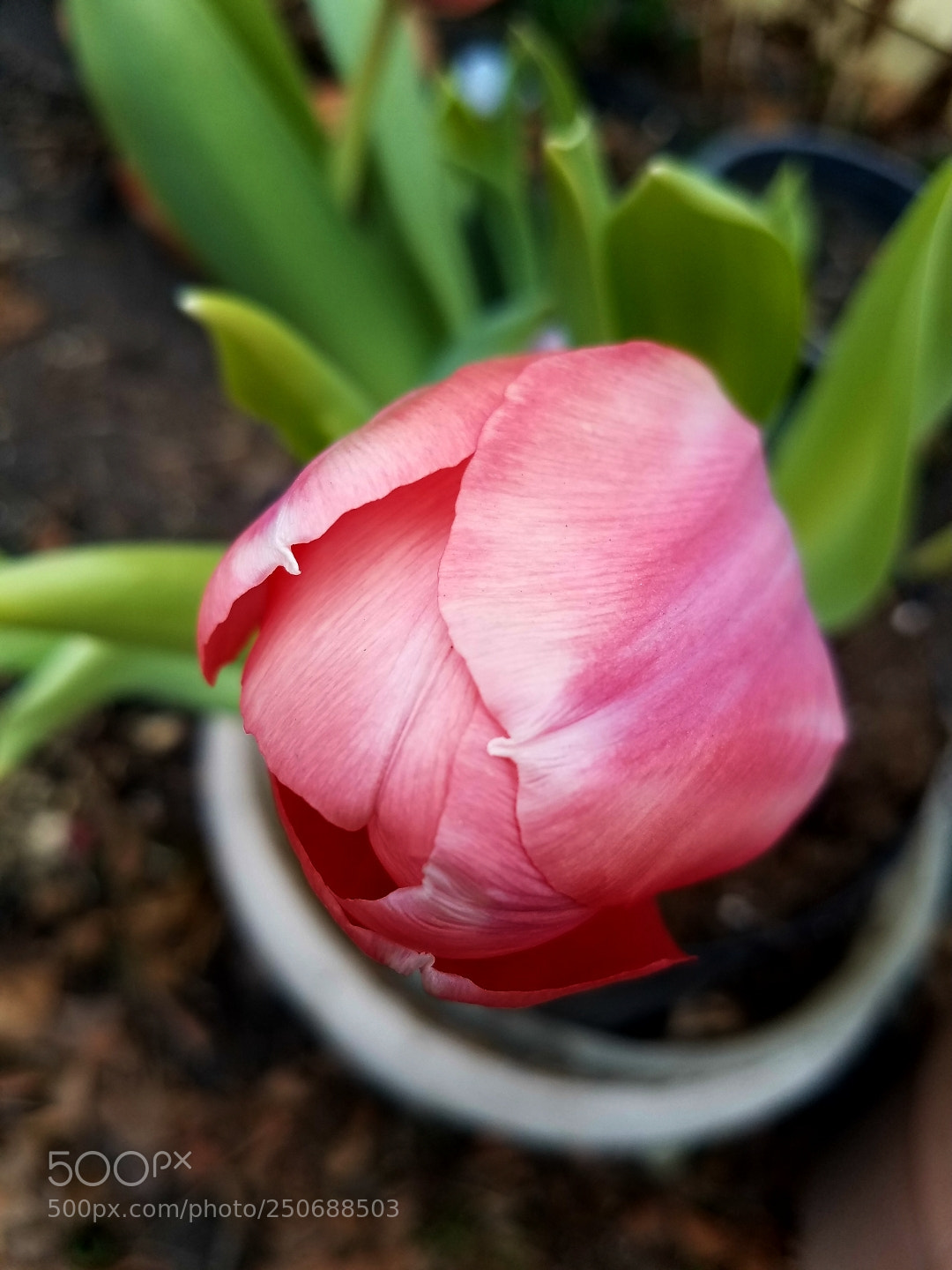 Samsung Galaxy S7 sample photo. Second tulip in my photography