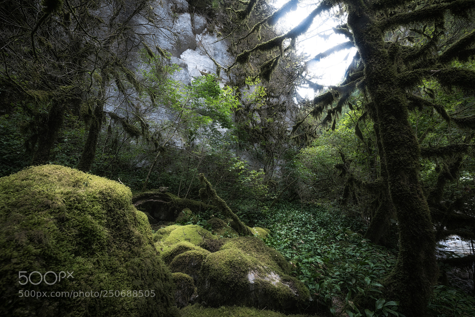 Nikon D610 sample photo. Mossy way photography