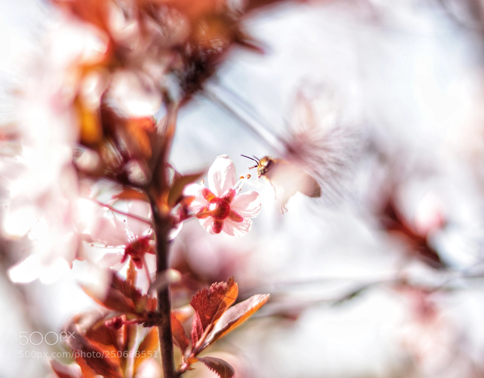 Canon EOS 77D (EOS 9000D / EOS 770D) sample photo. Ape photography