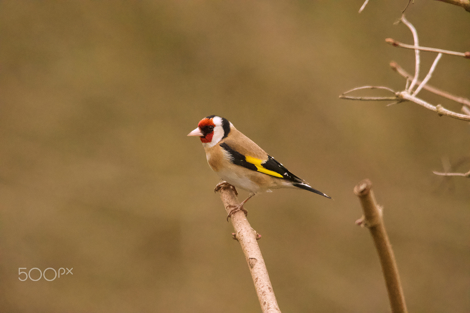 Canon EOS 70D + Sigma 150-500mm F5-6.3 DG OS HSM sample photo. Goldfinch photography
