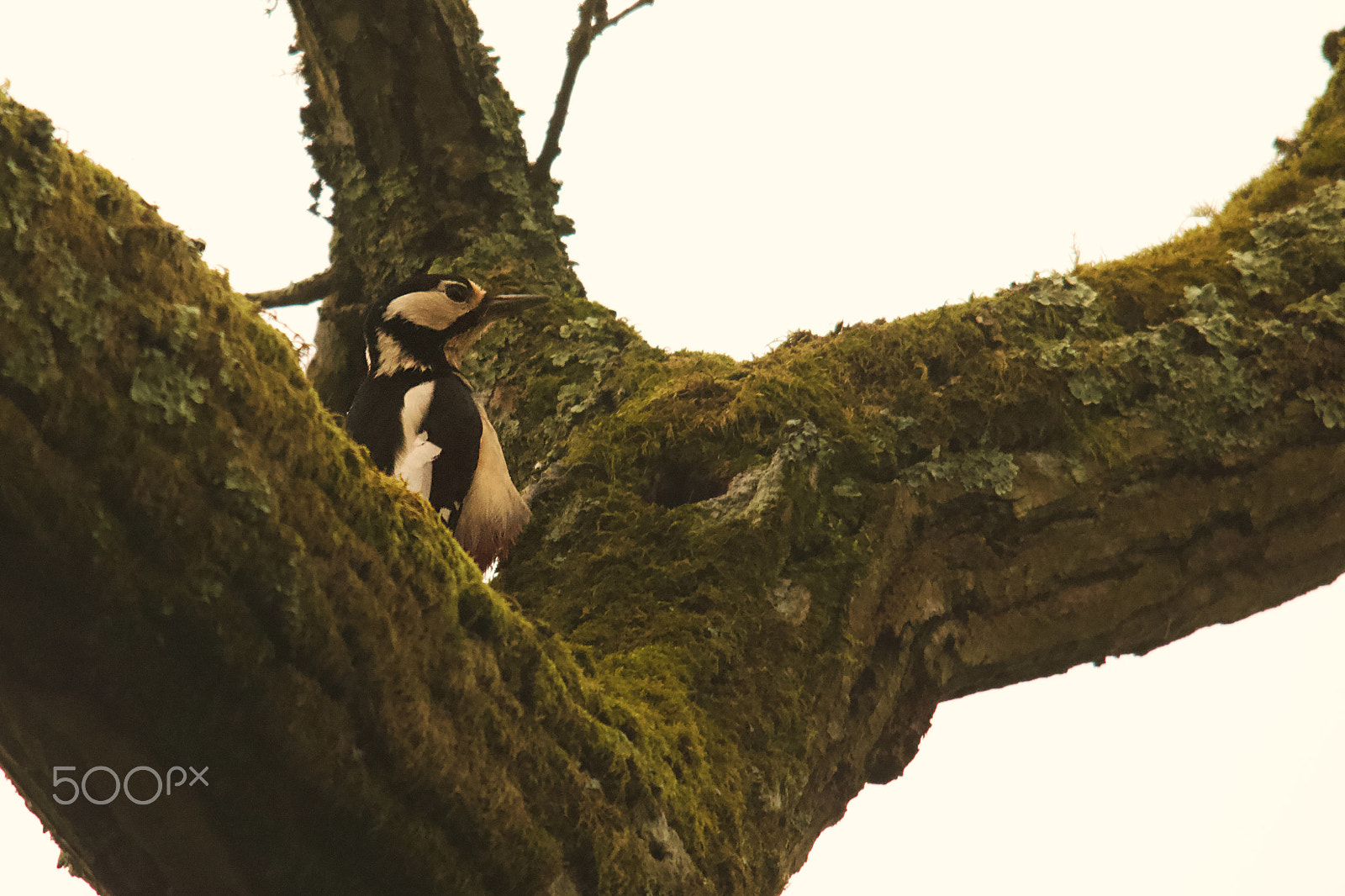 Sigma 150-500mm F5-6.3 DG OS HSM sample photo. Woodpecker photography