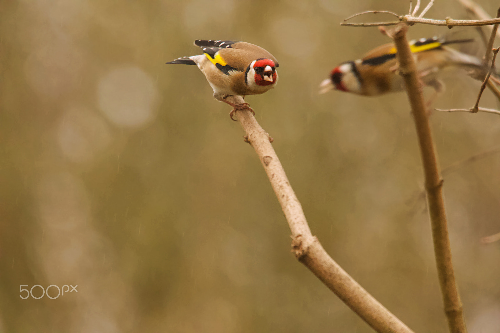 Sigma 150-500mm F5-6.3 DG OS HSM sample photo. Goldfinch photography