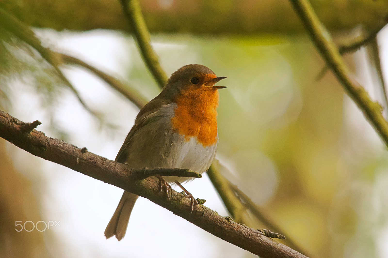 Sigma 150-500mm F5-6.3 DG OS HSM sample photo. Robin photography