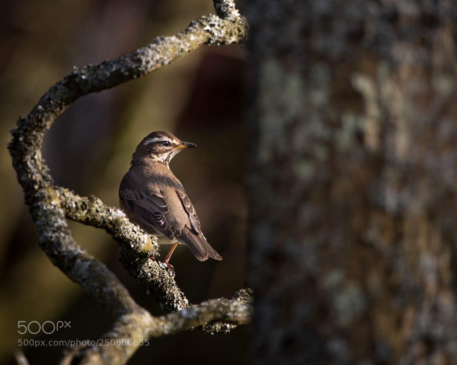 Canon EOS 5D Mark IV sample photo. Redwing surrounded by lichen photography