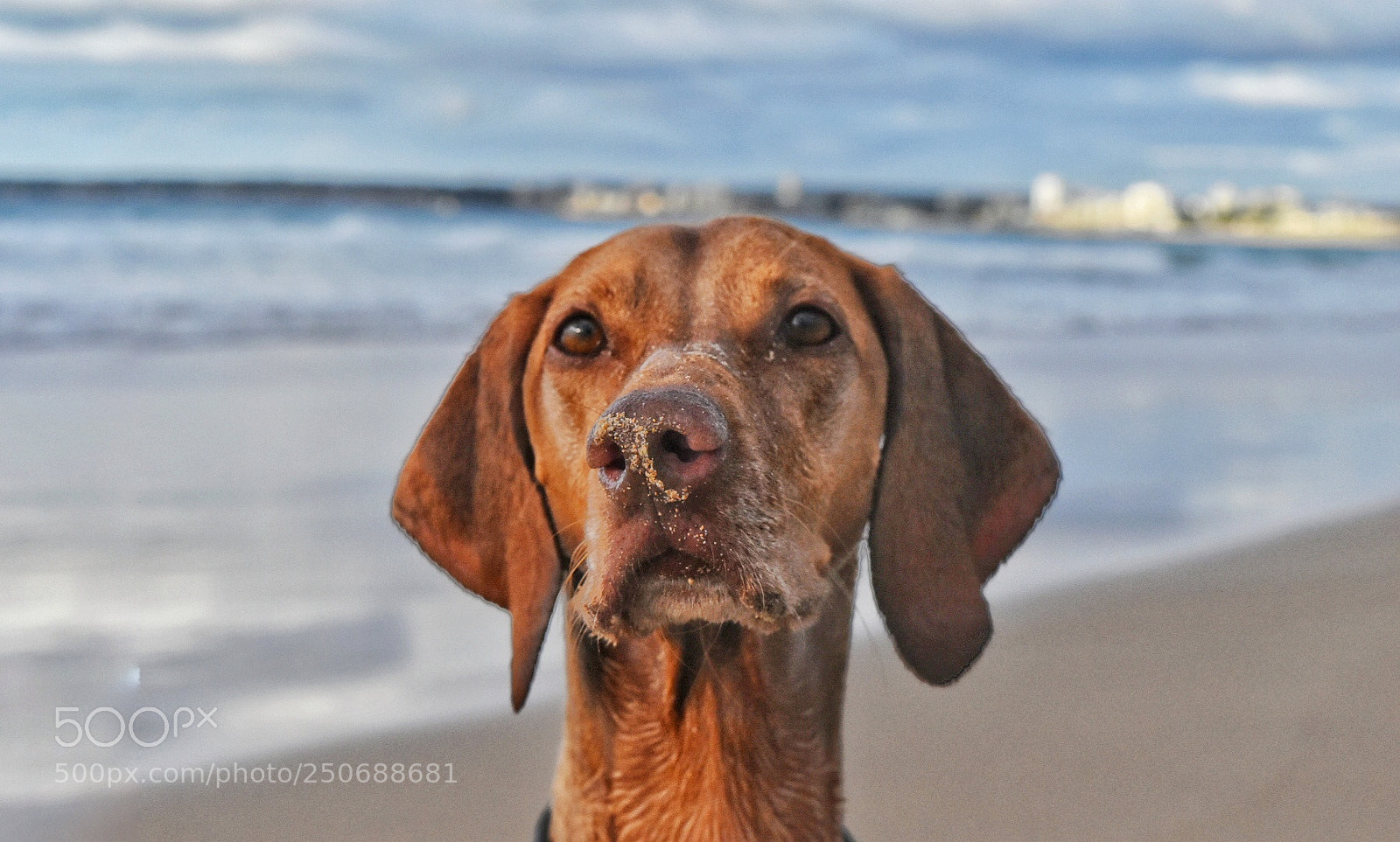 Nikon D5500 sample photo. Vizsla during sunrise photography