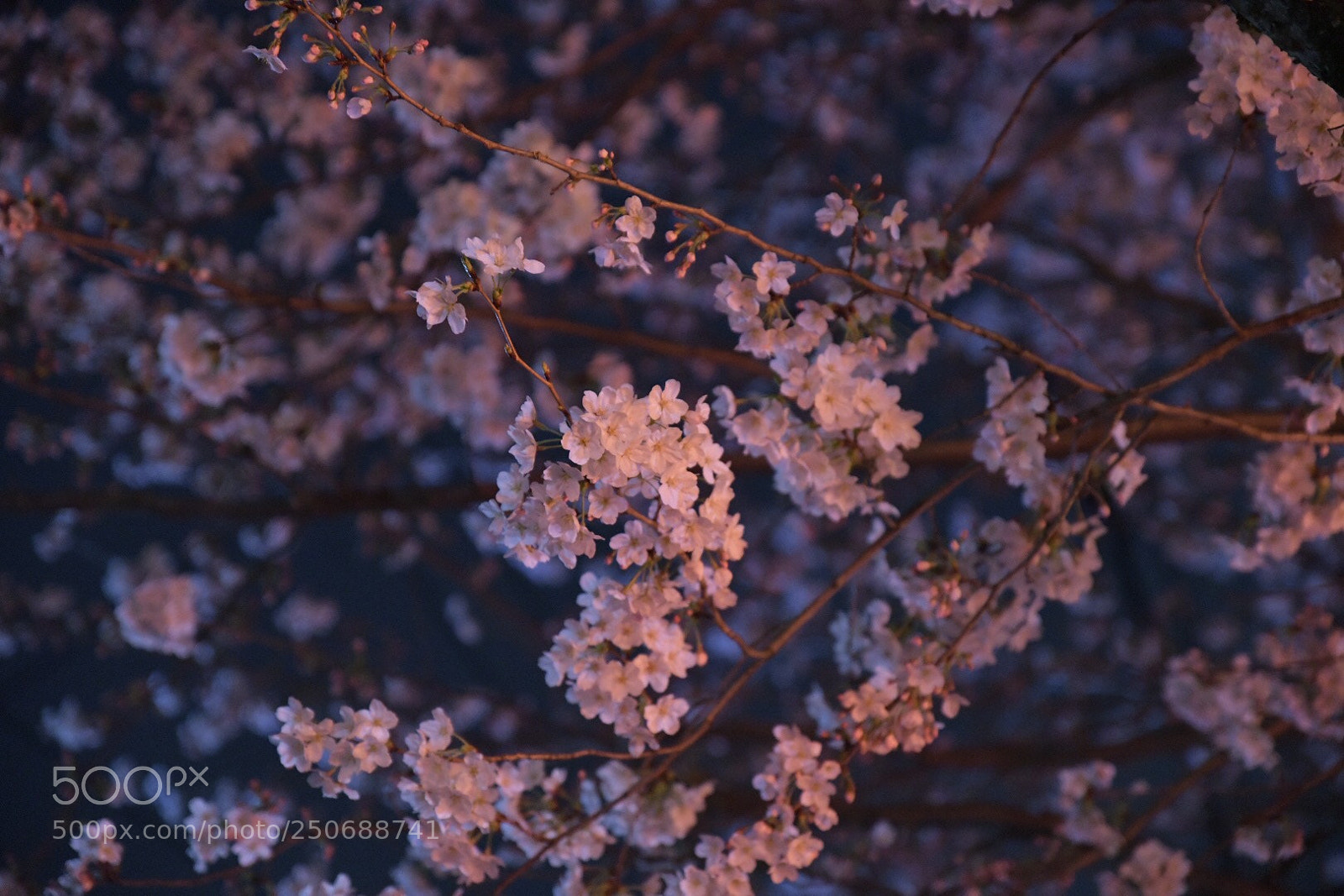 Nikon D850 sample photo. Untitled photography