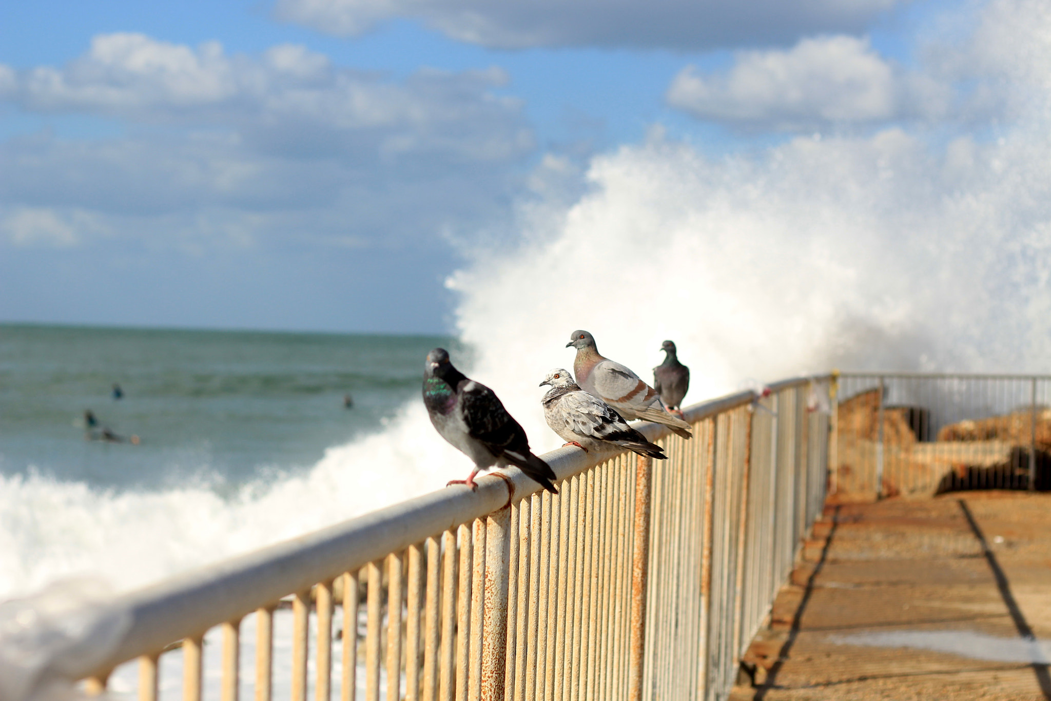 Canon EOS 700D (EOS Rebel T5i / EOS Kiss X7i) sample photo. Pigeons on the shore photography