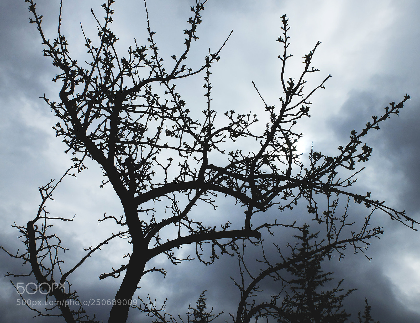 Fujifilm X20 sample photo. Tree photography