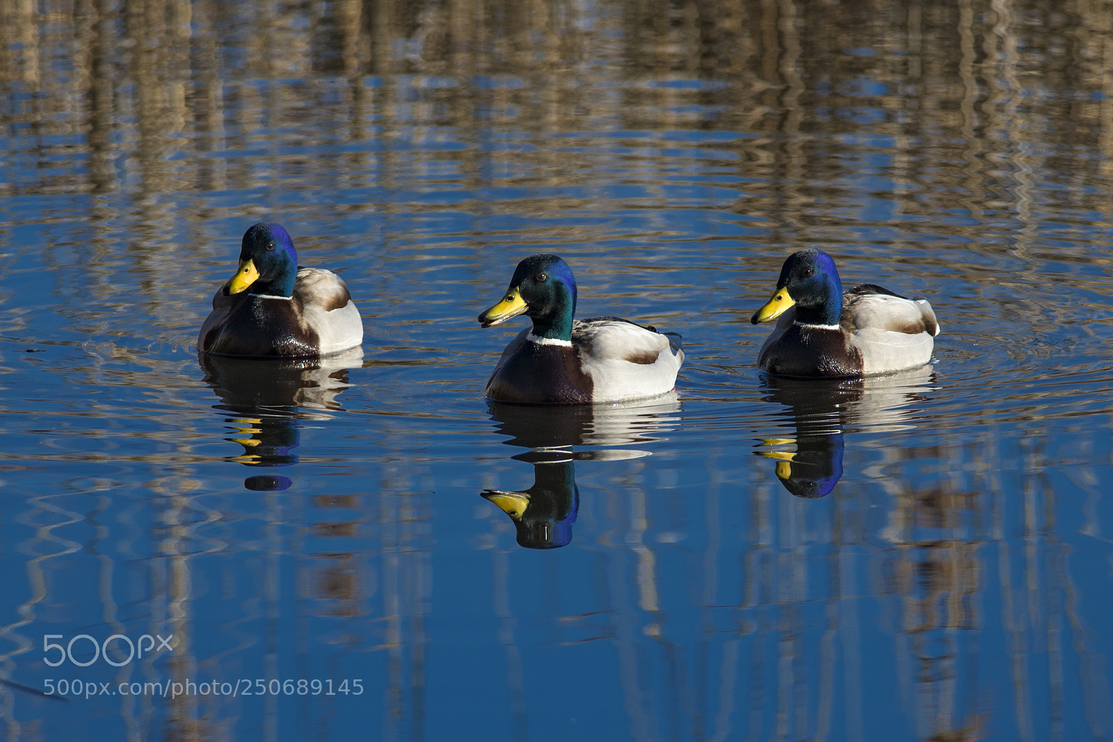 Nikon D850 sample photo. Mallard ducks photography