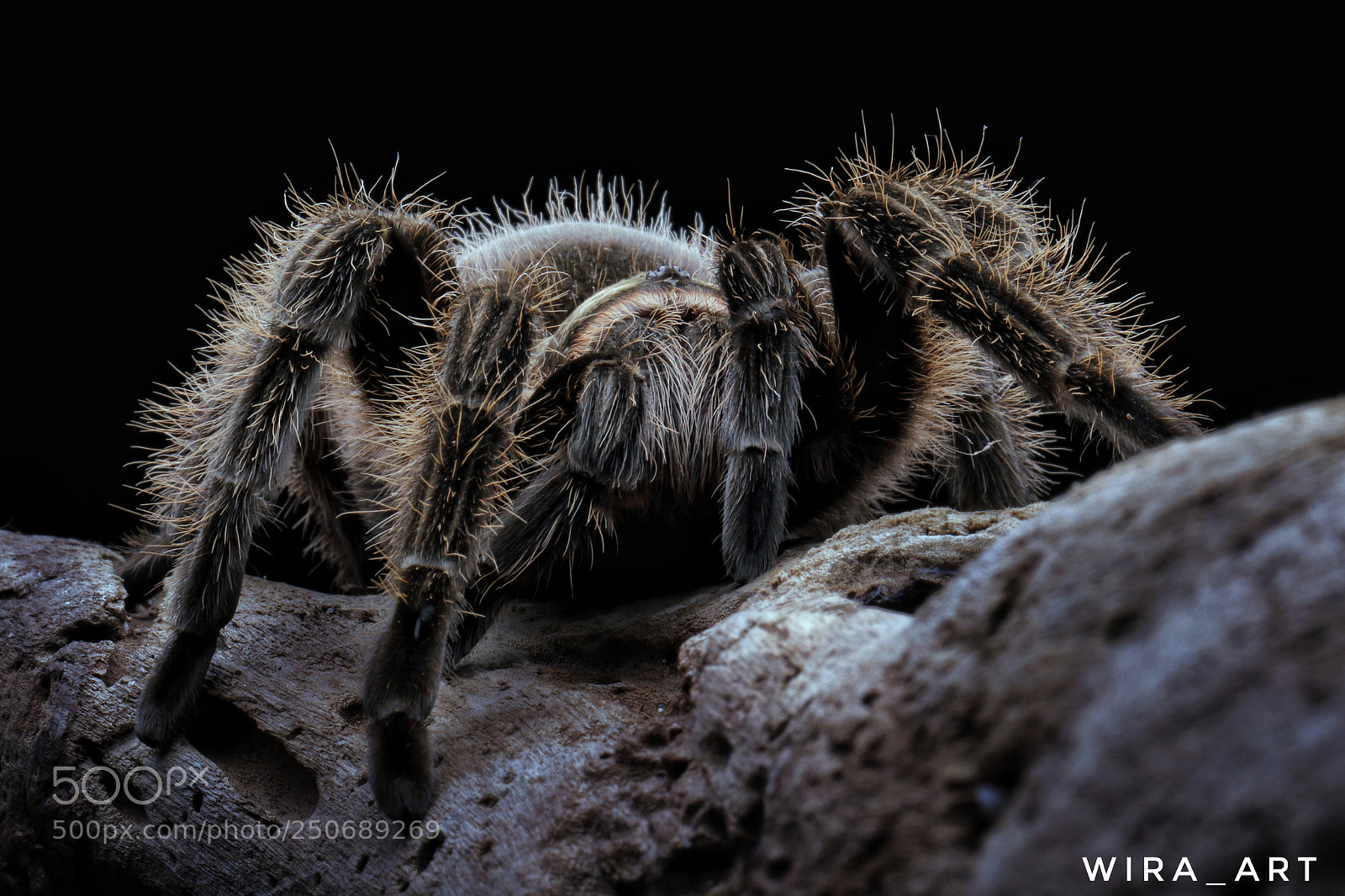 Canon EOS 7D Mark II sample photo. Tarantula photography