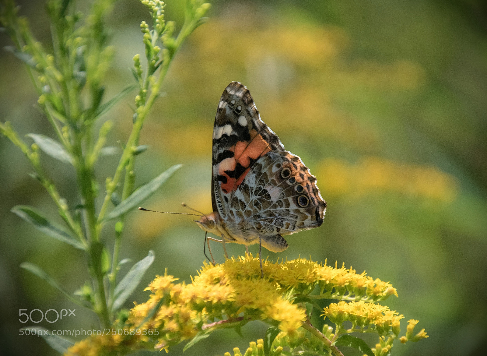 Nikon D5300 sample photo. Painted lady photography