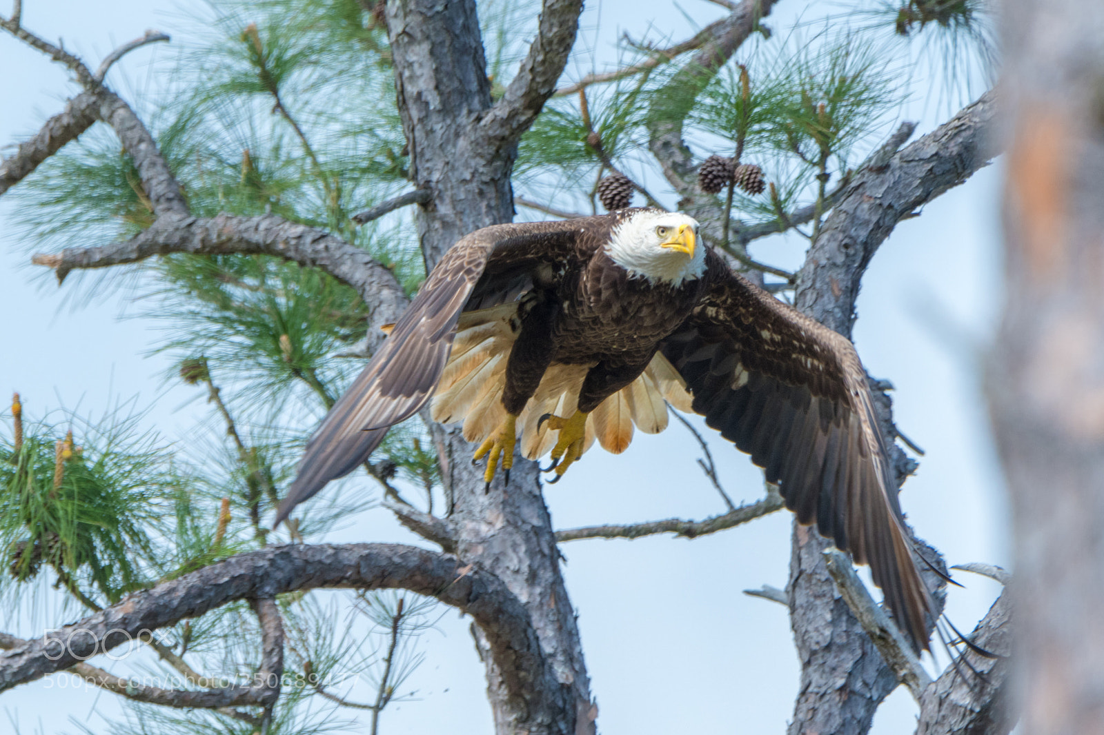 Nikon D500 sample photo. Bald eagle photography