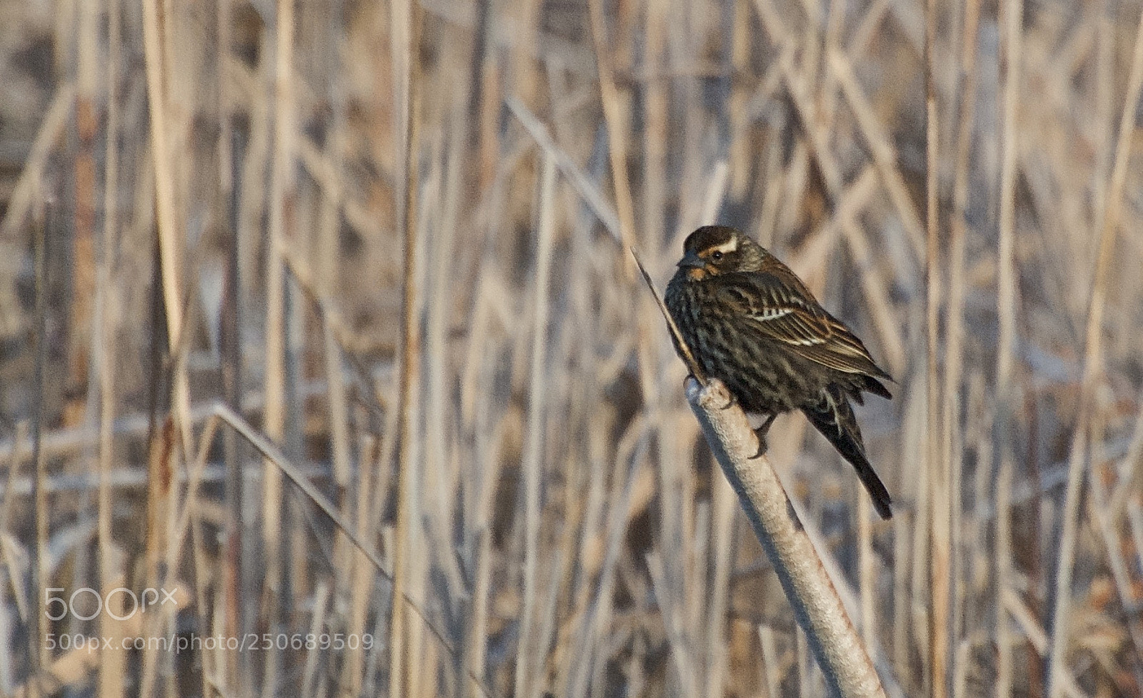 Nikon D80 sample photo. Red-winged blackbird photography