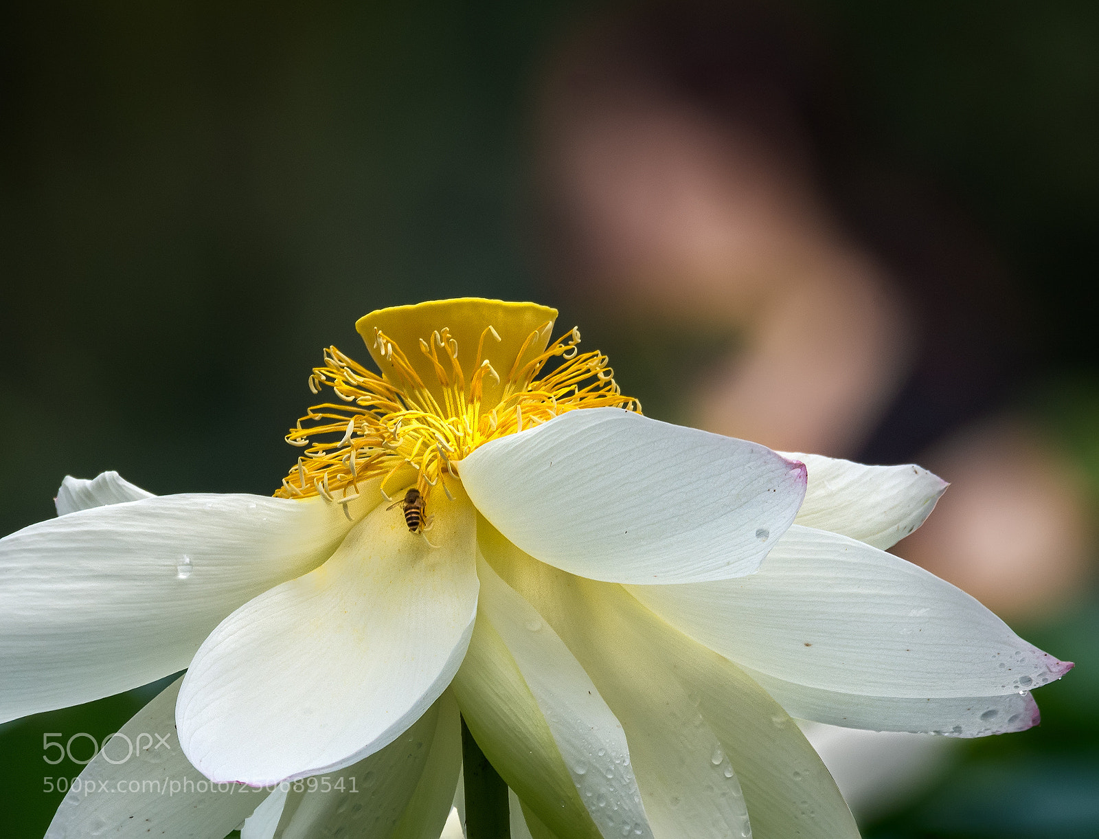 Nikon D7200 sample photo. 闻香 photography
