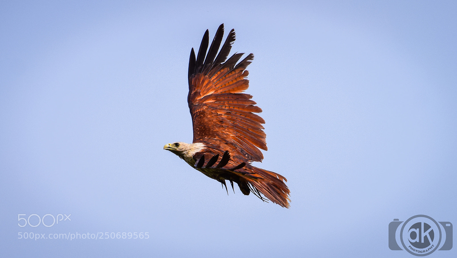Nikon D5300 sample photo. Brahminy kite (eagle) photography