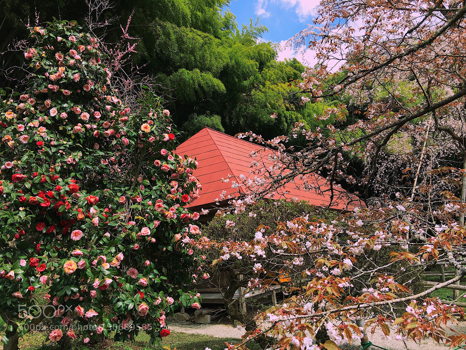 Apple iPhone 6s Plus sample photo. Ｓａｋｕｒａ photography