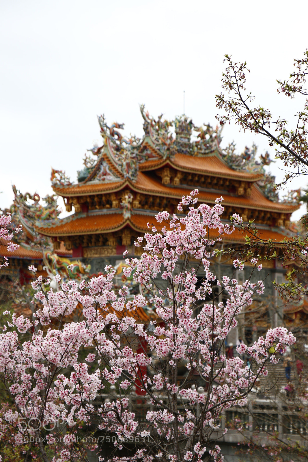Canon EOS 80D sample photo. Cherry blossom season photography
