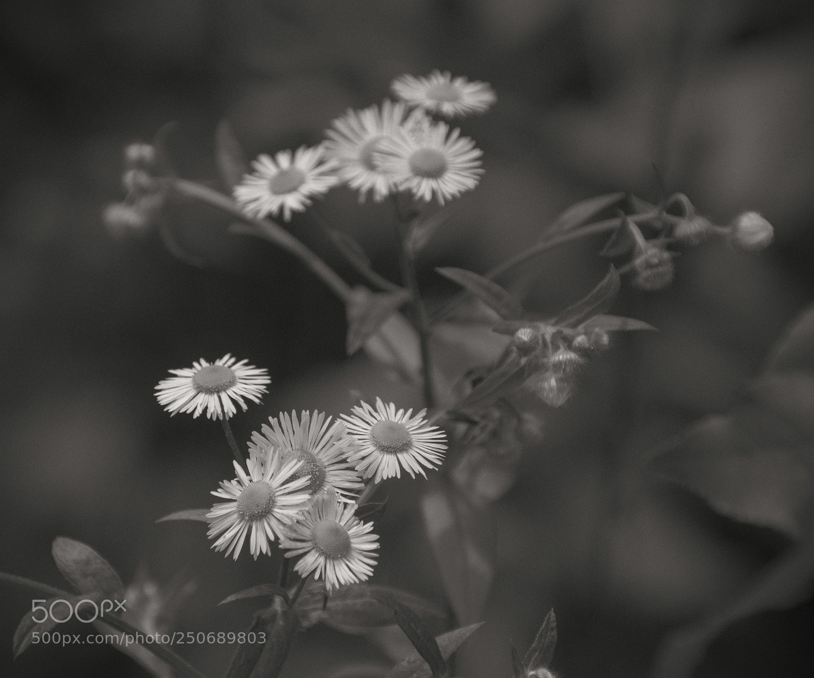 Nikon D5300 sample photo. Fleabane in the cottage photography
