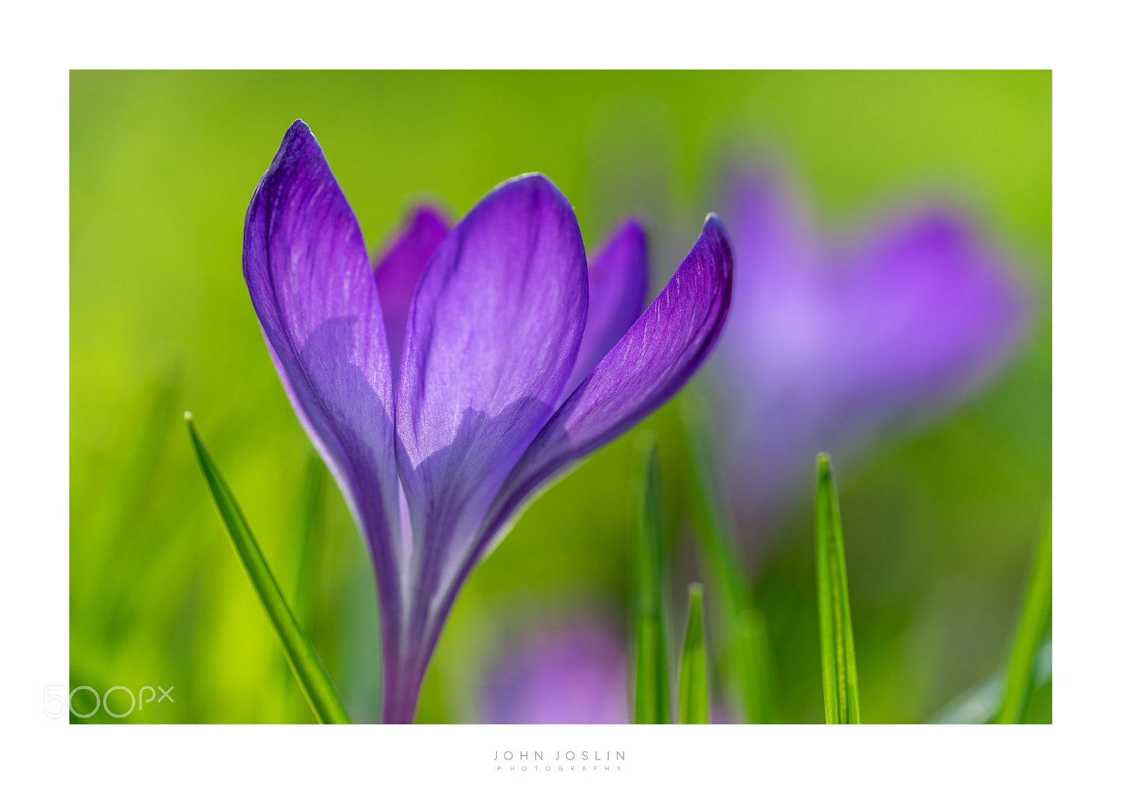 Sony a7 sample photo. Morning crocus photography