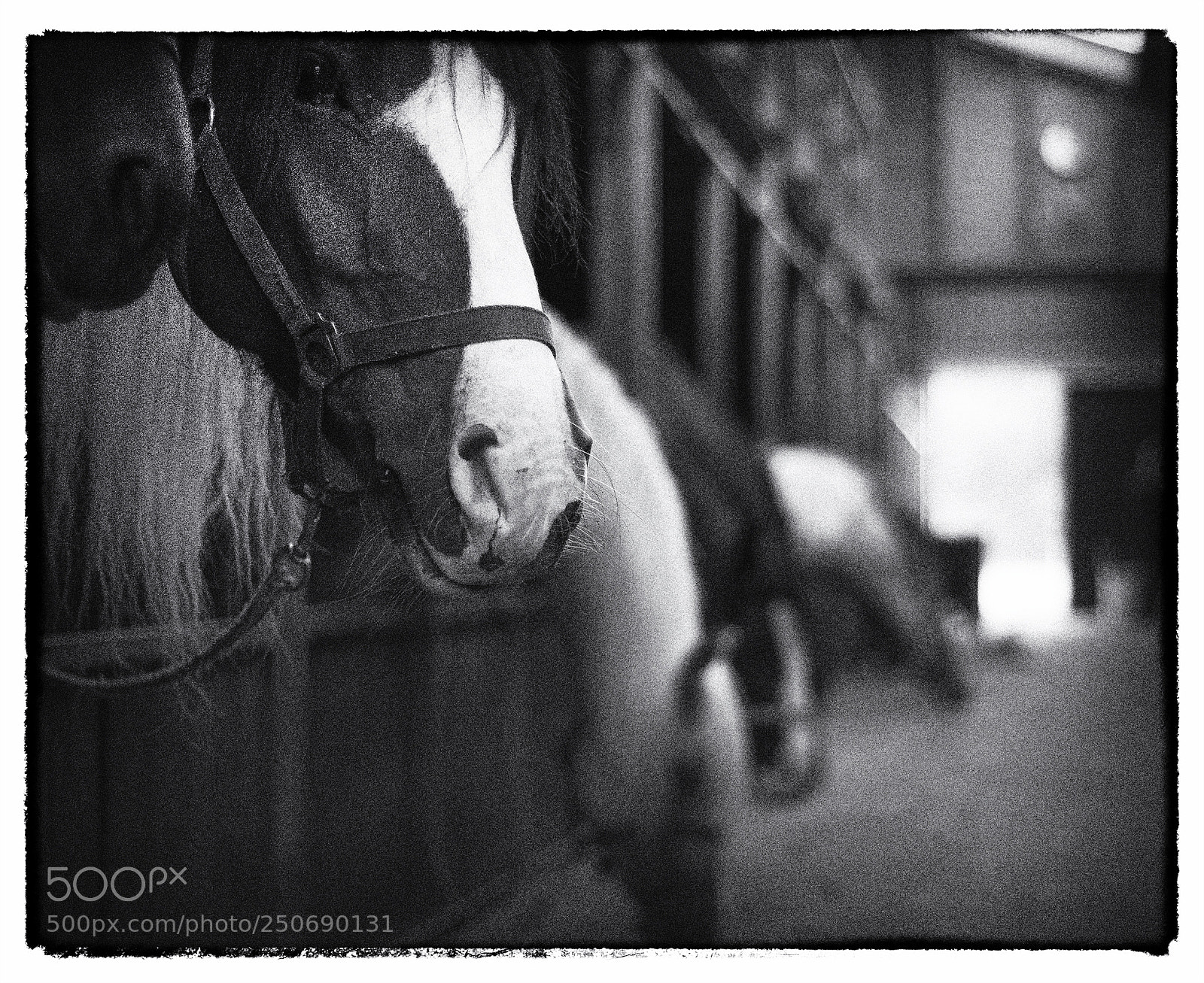 Nikon D600 sample photo. Horse photography