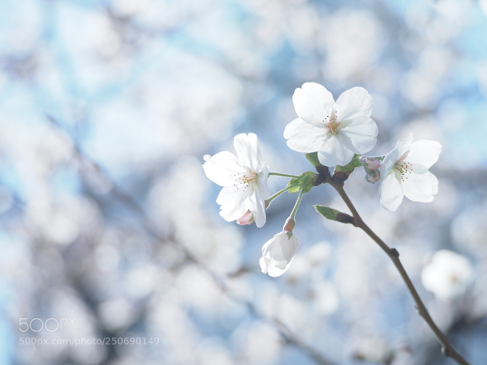 Olympus OM-D E-M1 Mark II sample photo. Sakura  photography