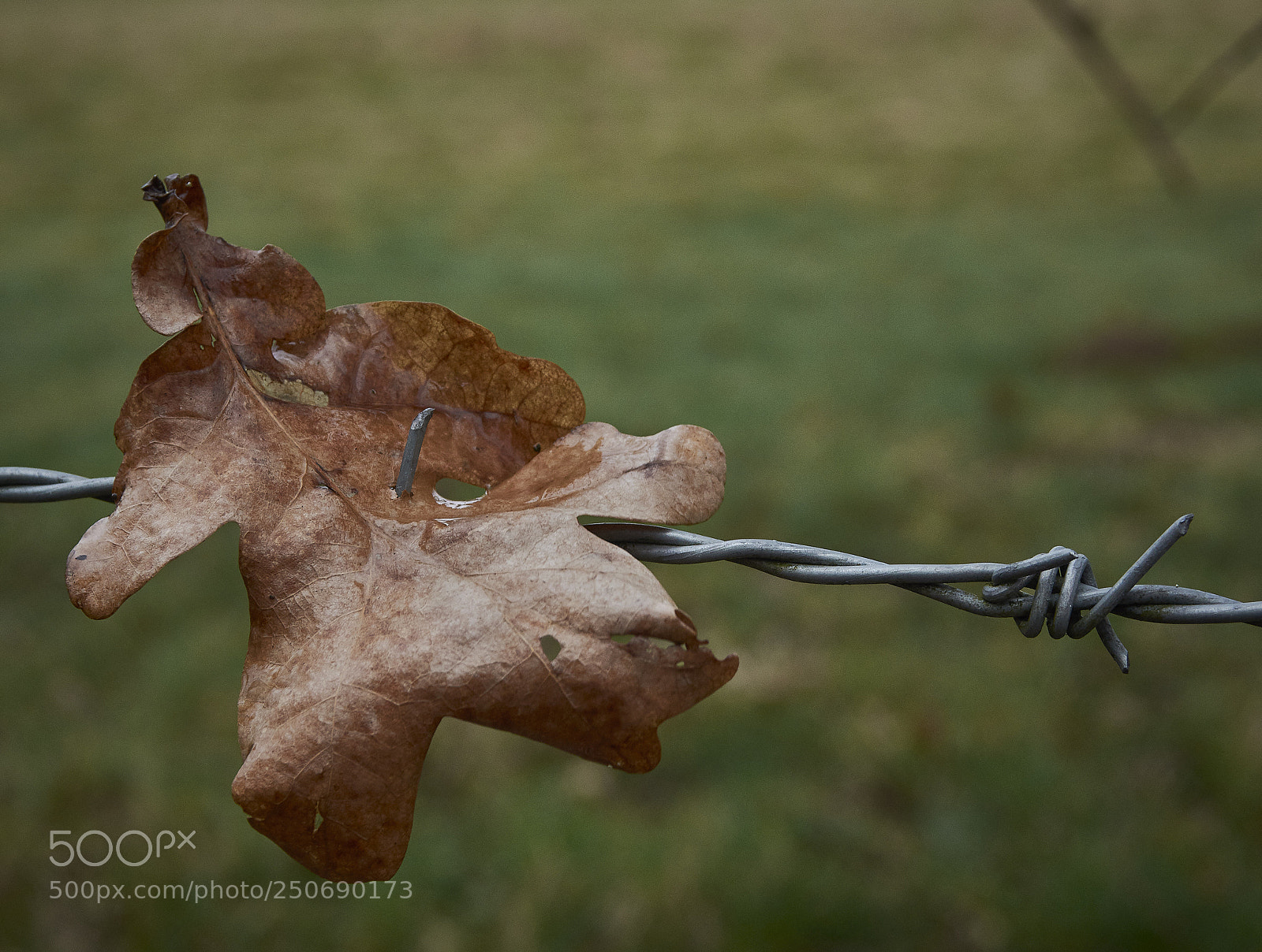 Nikon D7200 sample photo. Barbed photography