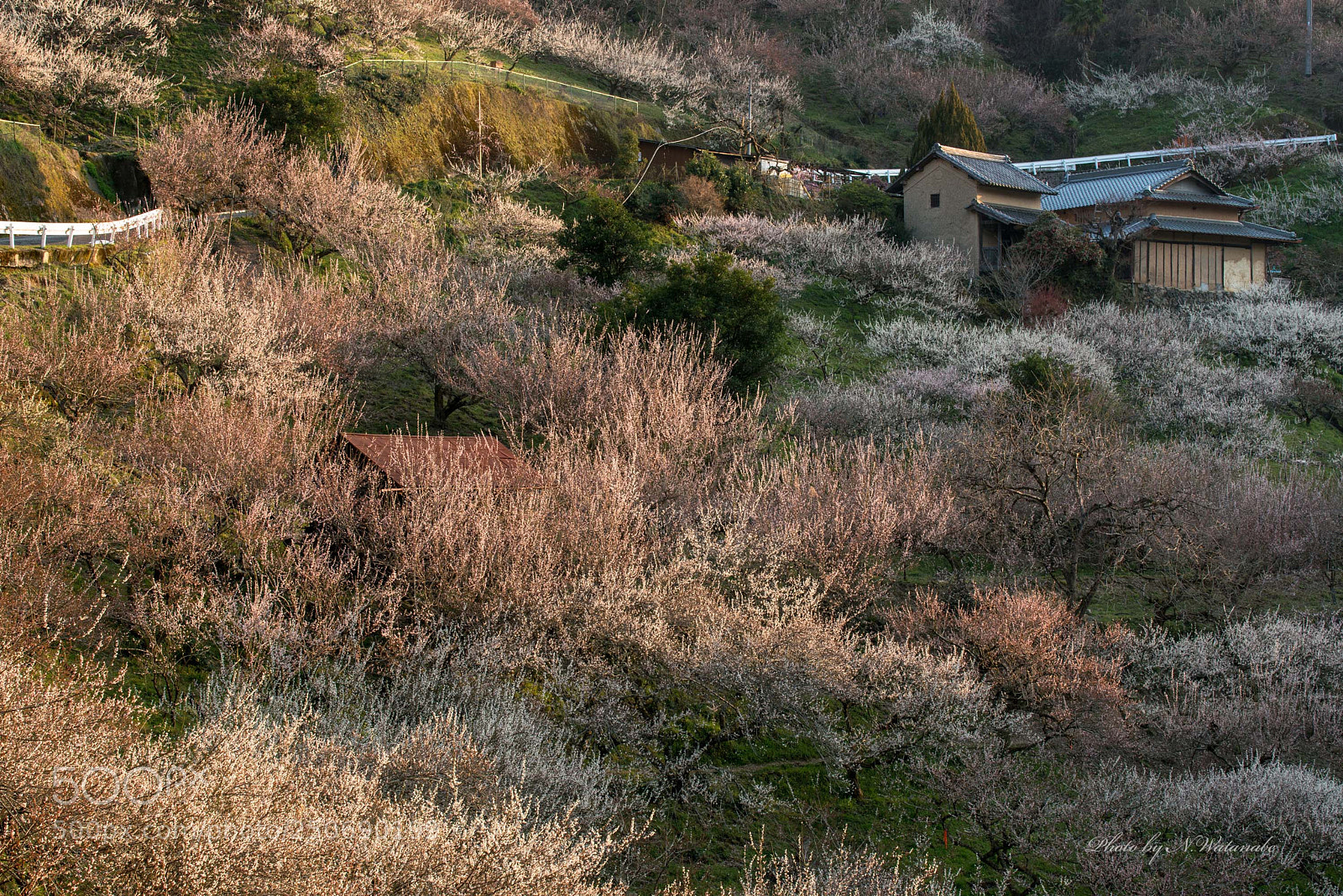 Nikon D800 sample photo. 賀名生梅林（anou bairin) photography