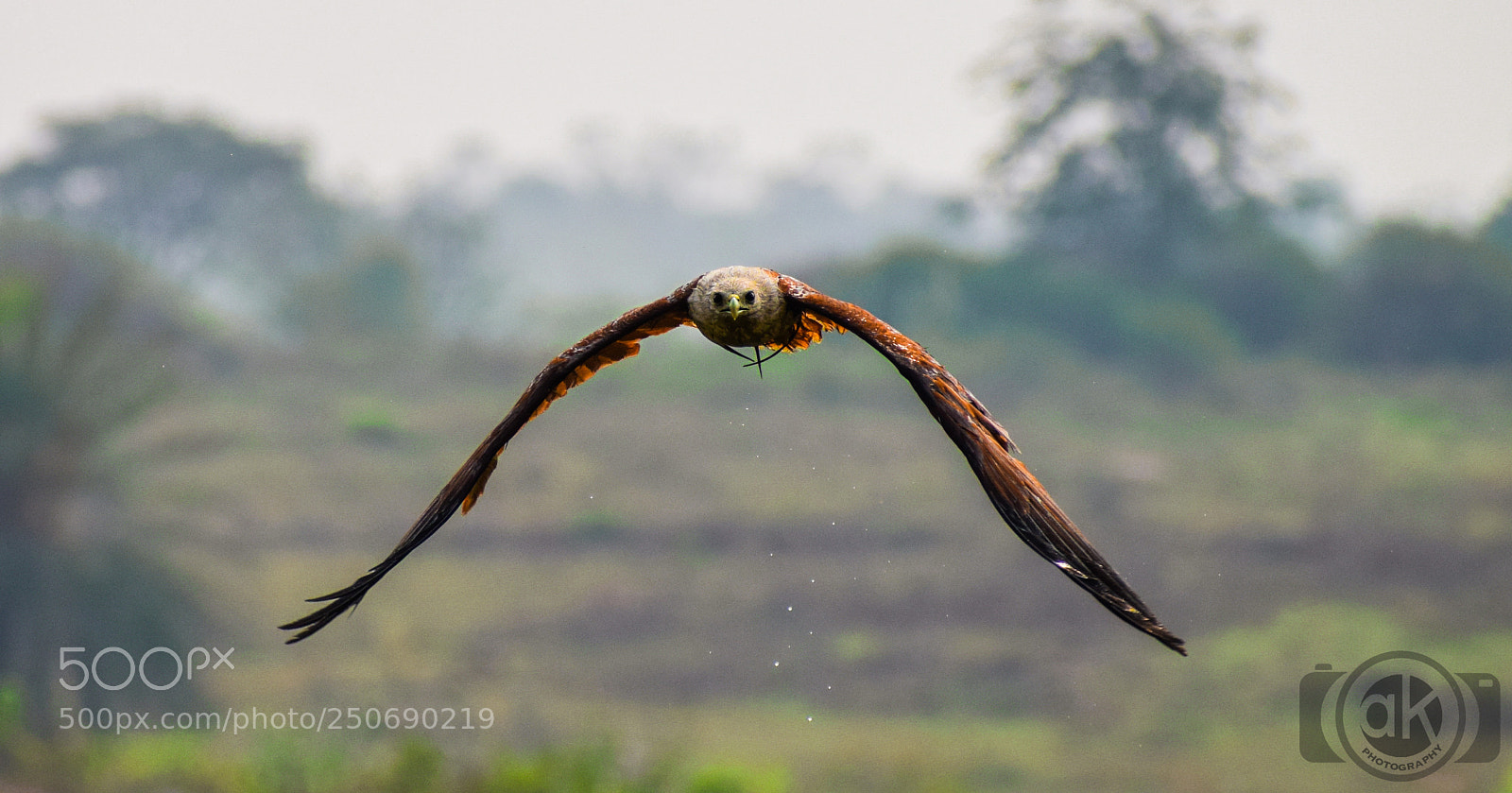 Nikon D5300 sample photo. Face-to-face (brahminy kite) photography
