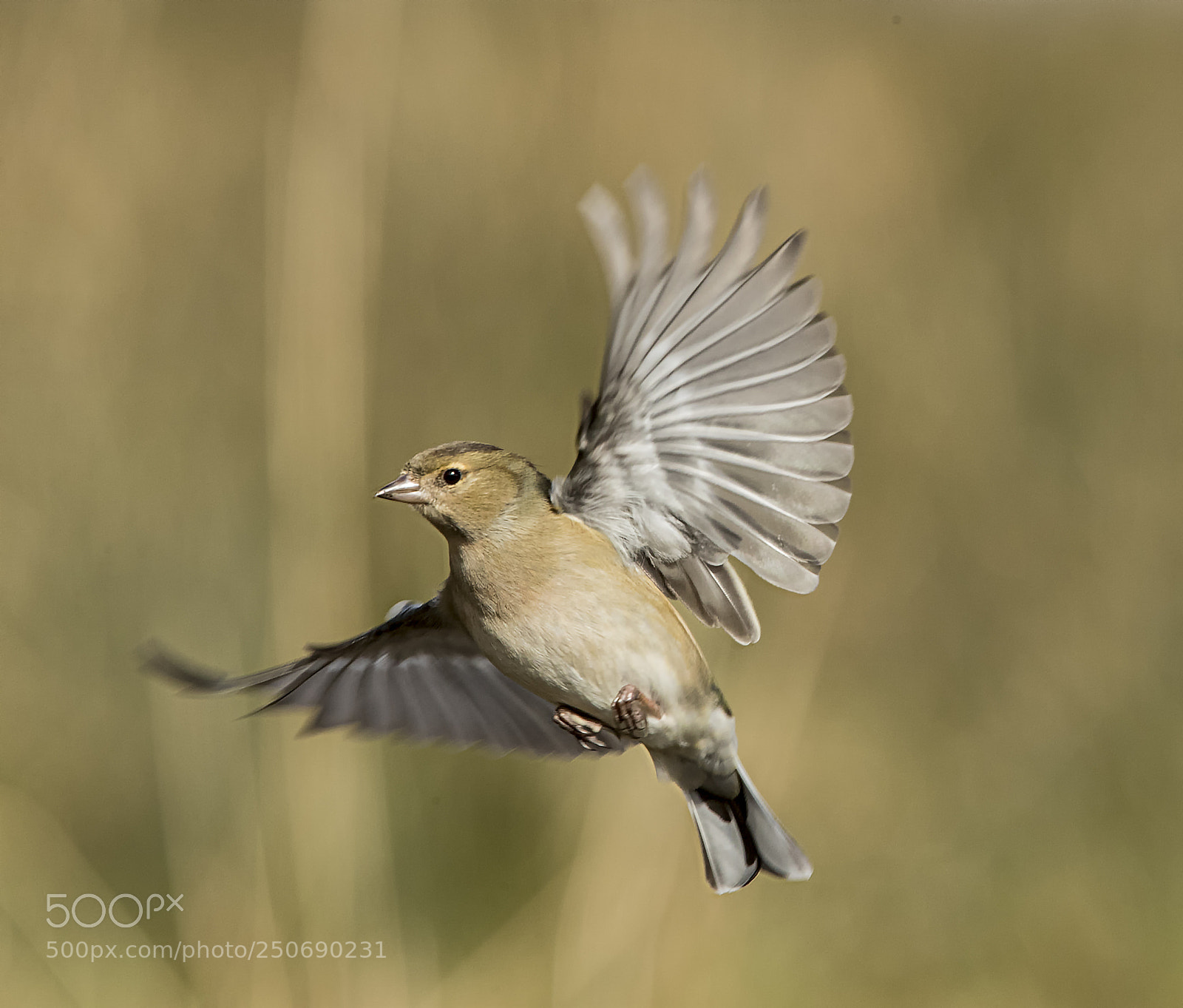 Canon EOS-1D X Mark II sample photo. Chaffinch angel photography