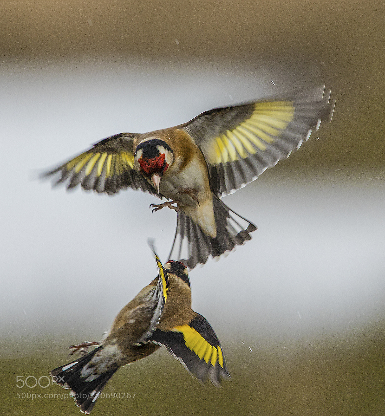 Canon EOS-1D X Mark II sample photo. Gold finch food fight photography