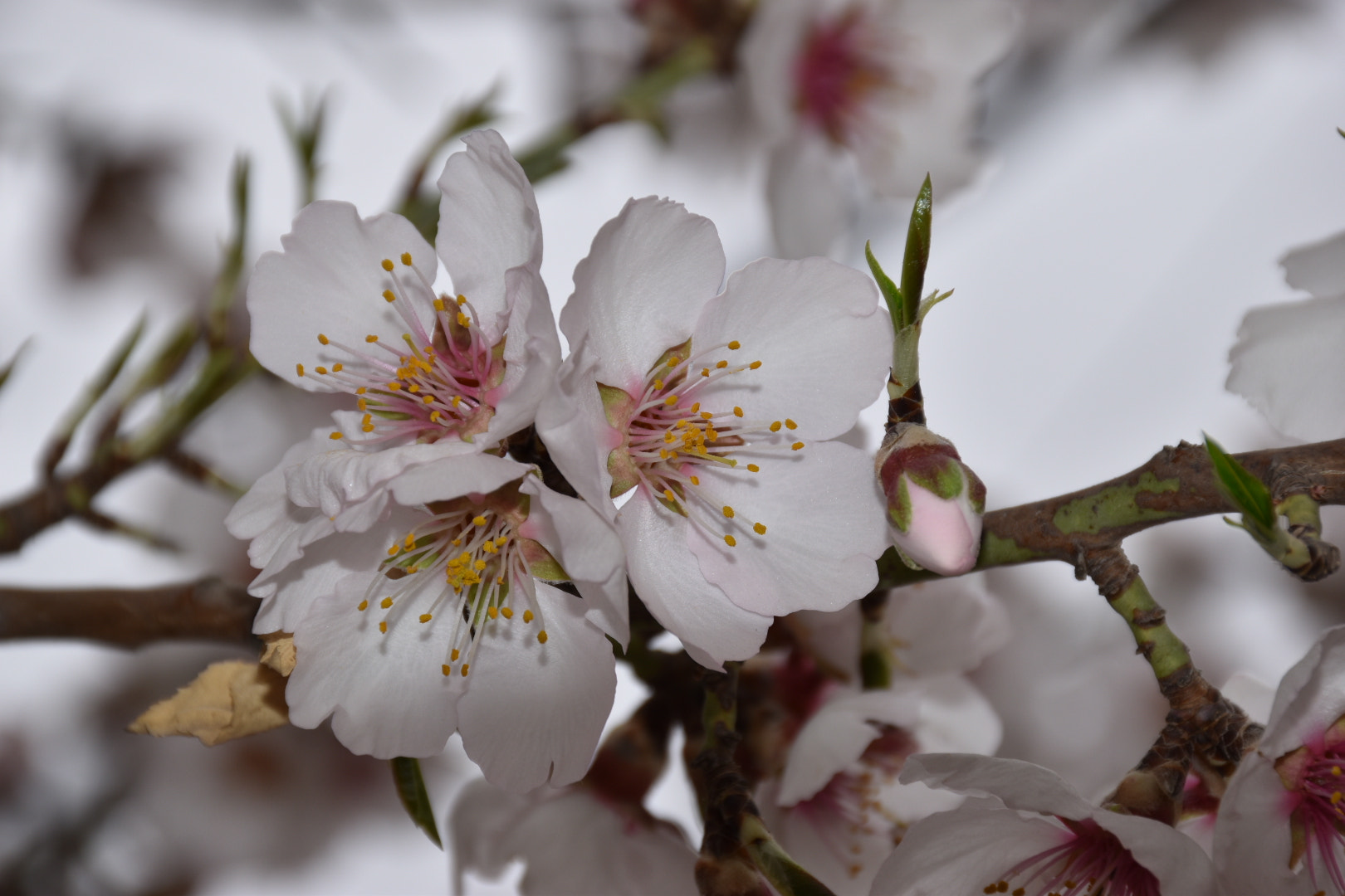 Nikon D5500 sample photo