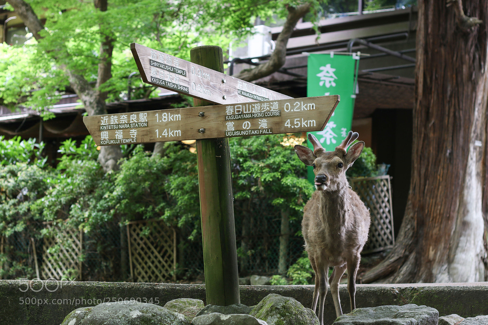 Canon EOS 70D sample photo. Young buck looking for photography