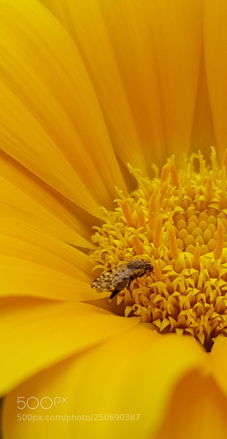 Samsung Galaxy S8+ sample photo. Yellow... photography