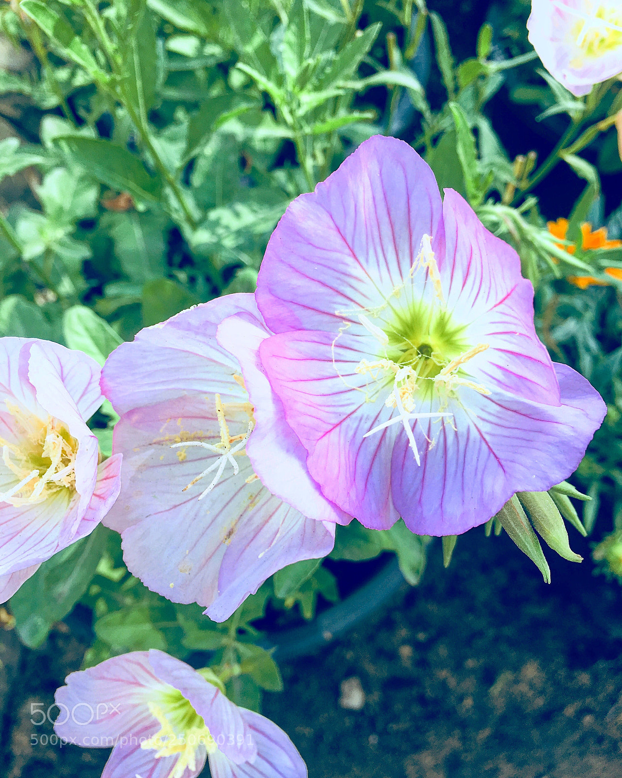 Apple iPhone 6s Plus sample photo. Untitled photography