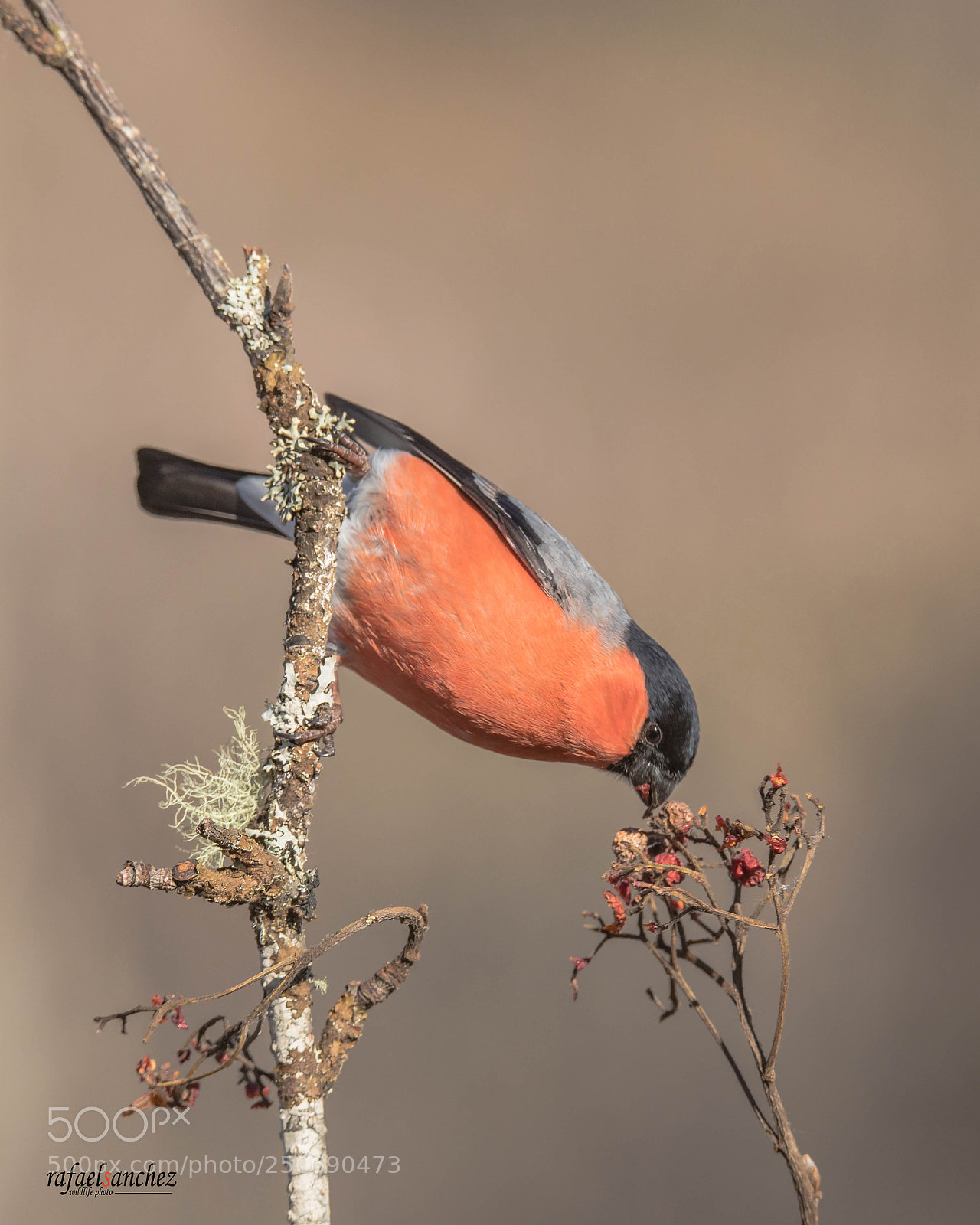 Canon EOS 5D Mark IV sample photo. Camachuelo comun - eurasian photography