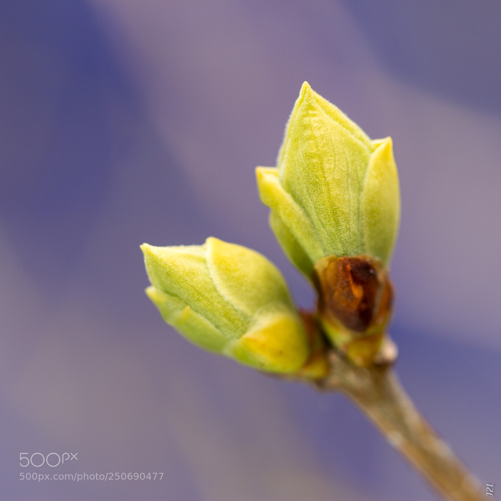 Canon EOS 70D sample photo. Bourgeon de lilas photography