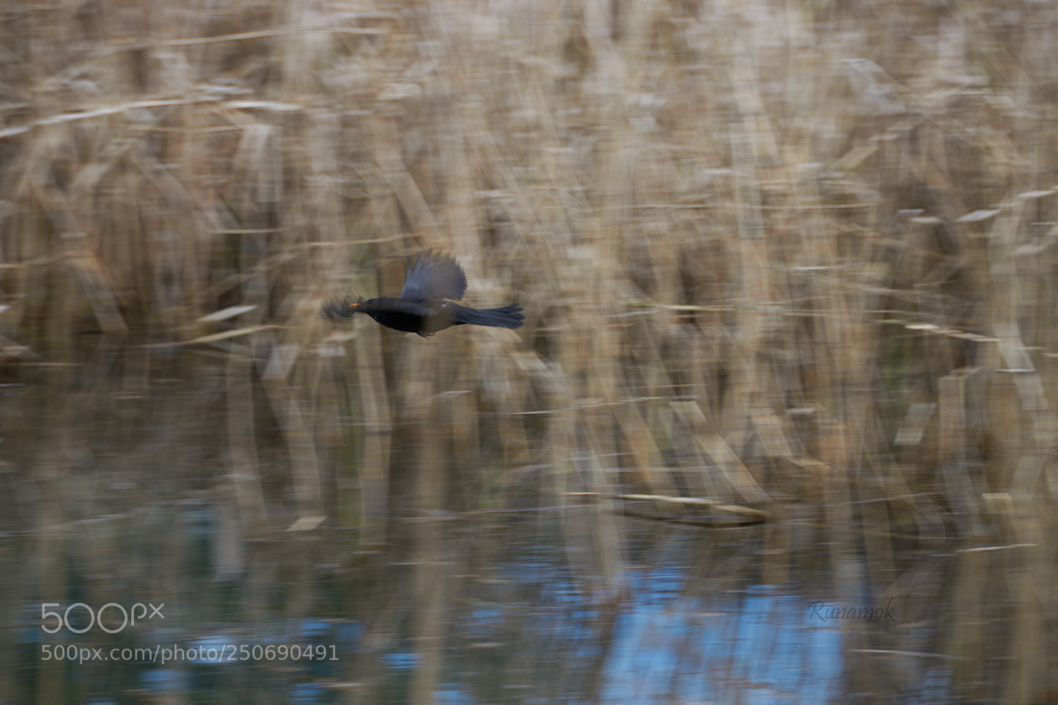 Nikon D5300 sample photo. Blackbird in the cane photography